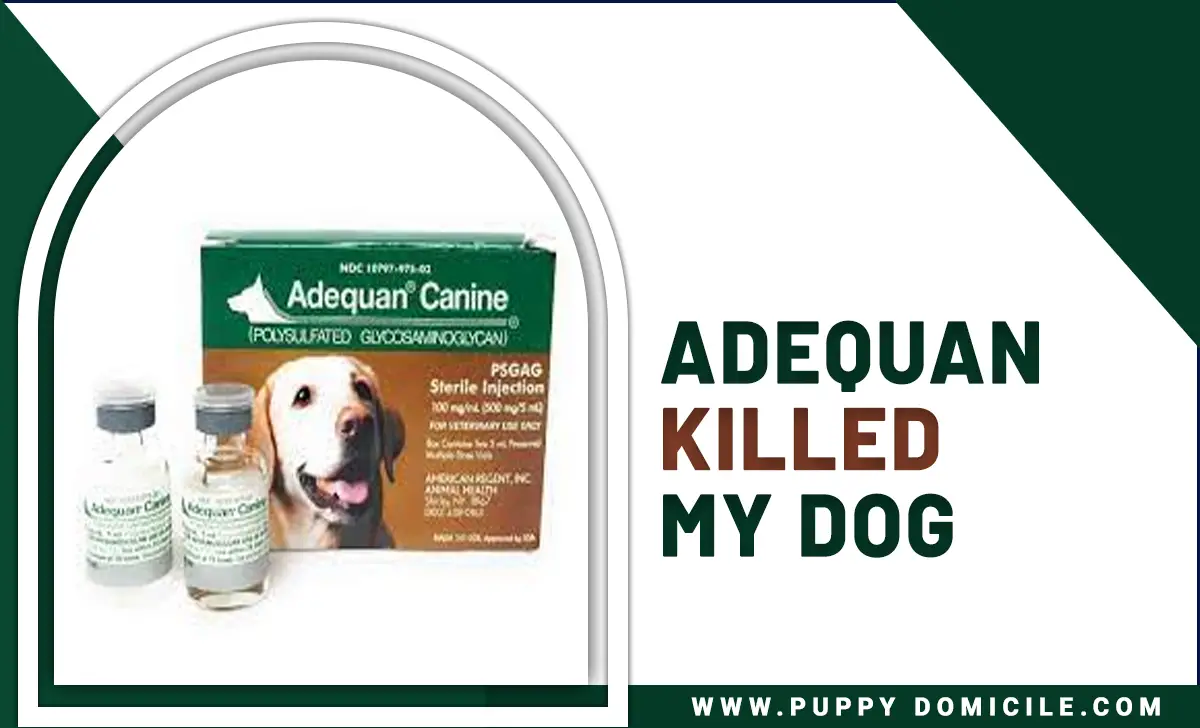 Adequan Killed My Dog
