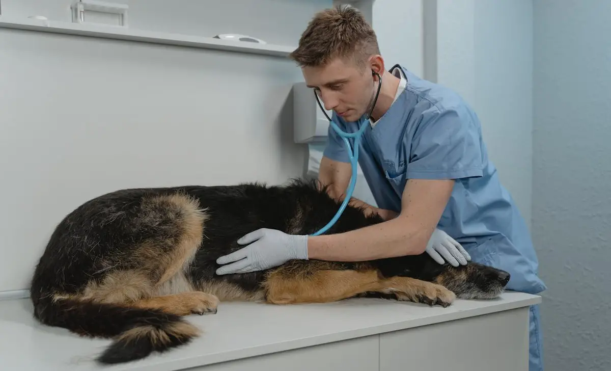 Importance Of Regular Veterinary Check-Ups