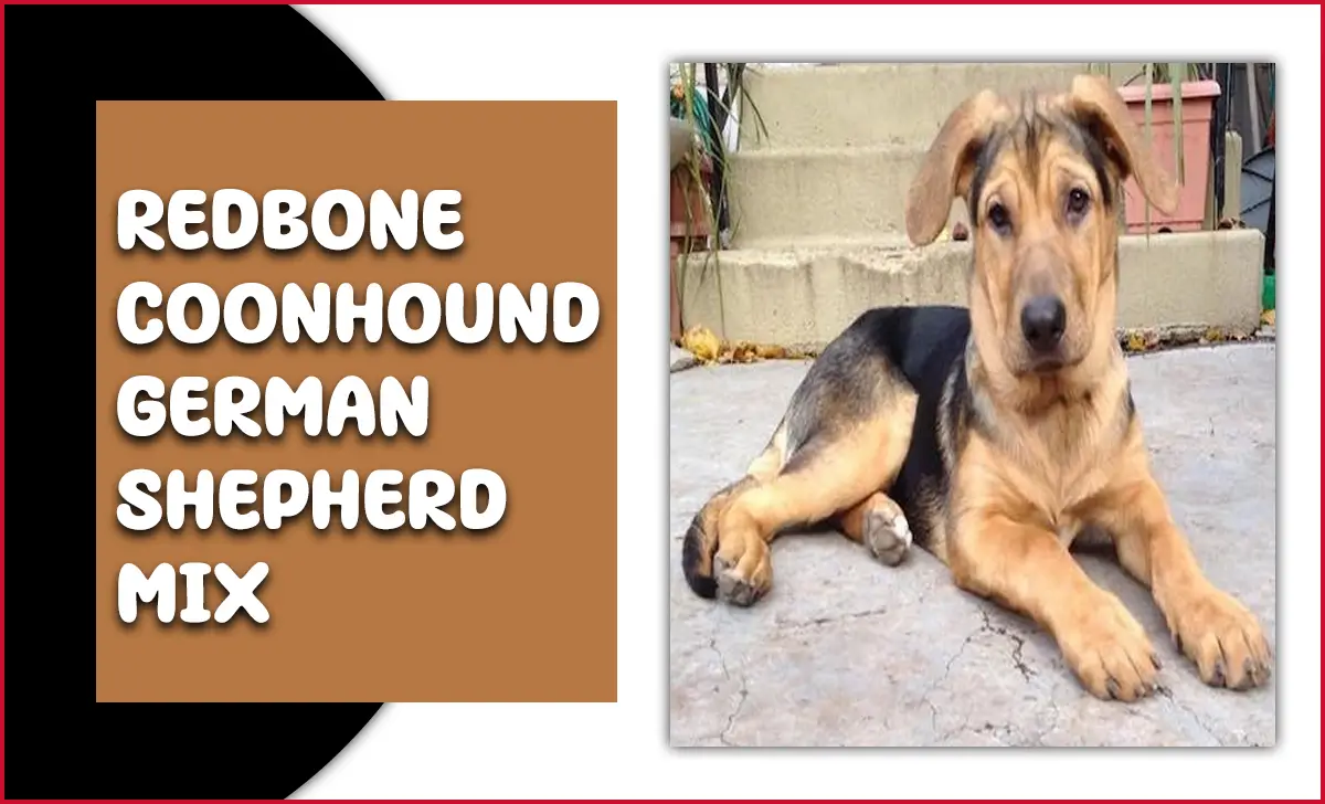 Redbone Coonhound German Shepherd Mix