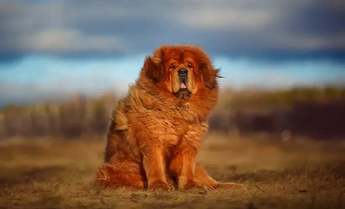 Cantonese Bear Dog - A Brief Overview