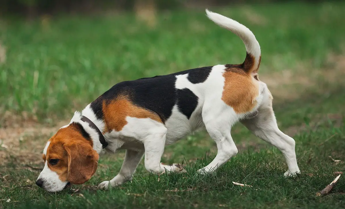 Common Health Issues Of The Mountain Beagle