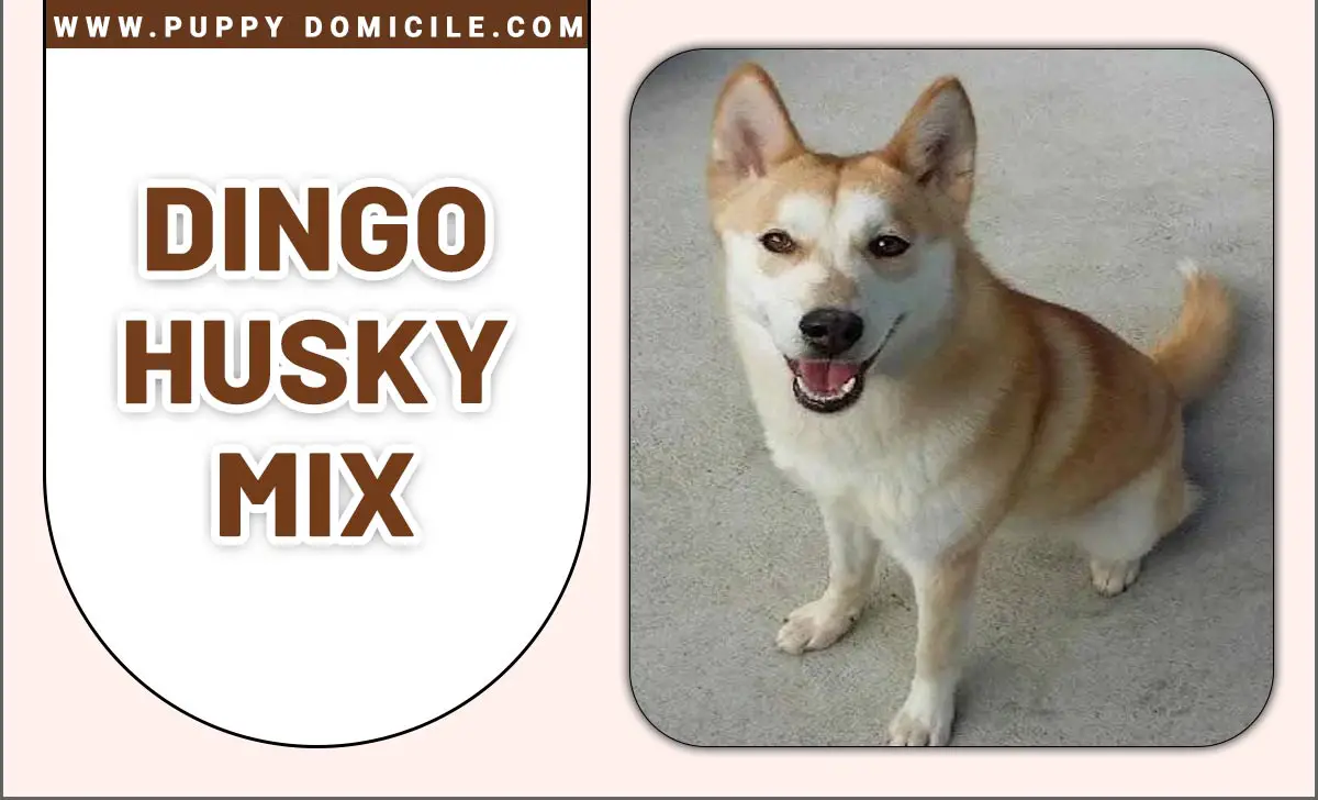 Dingo Husky Mix