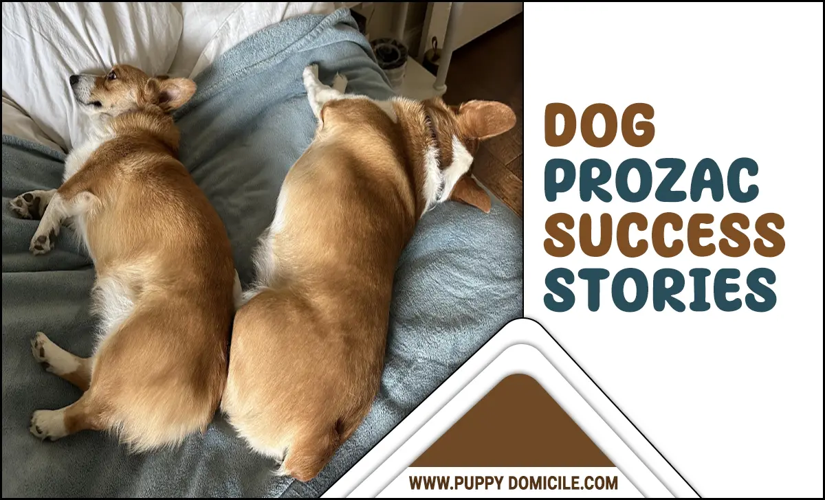 Dog Prozac Success Stories