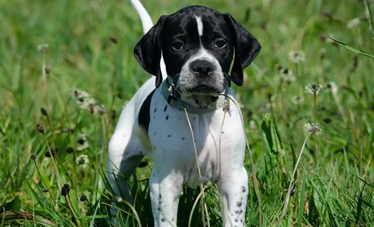 Finding And Adoption Hound-Pointer Hybrid Puppy