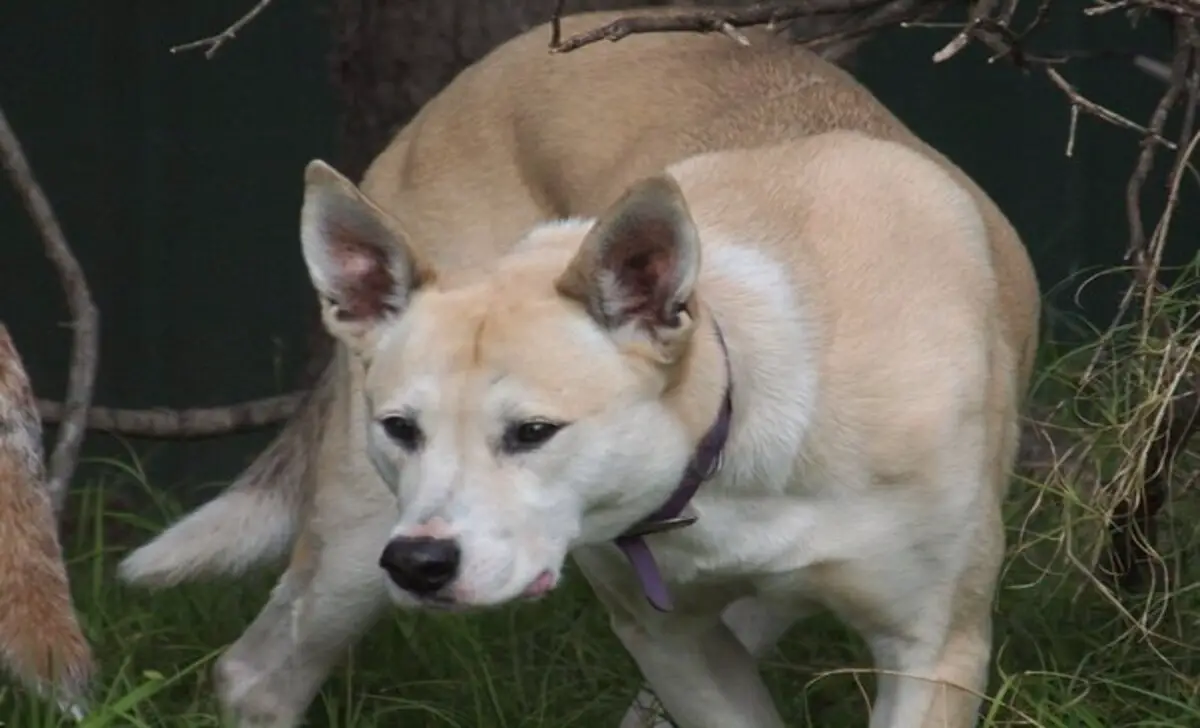 Health Considerations And Common Issues In Dingo Husky Mix Breeds