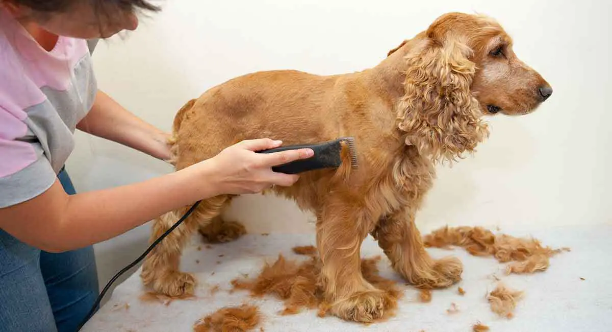 How To Shaved Cocker Spaniel Coat- 5 Effective Steps