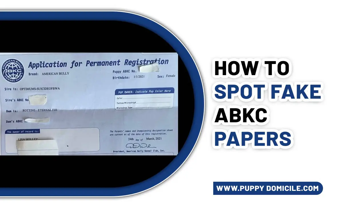How to Spot Fake ABKC Papers