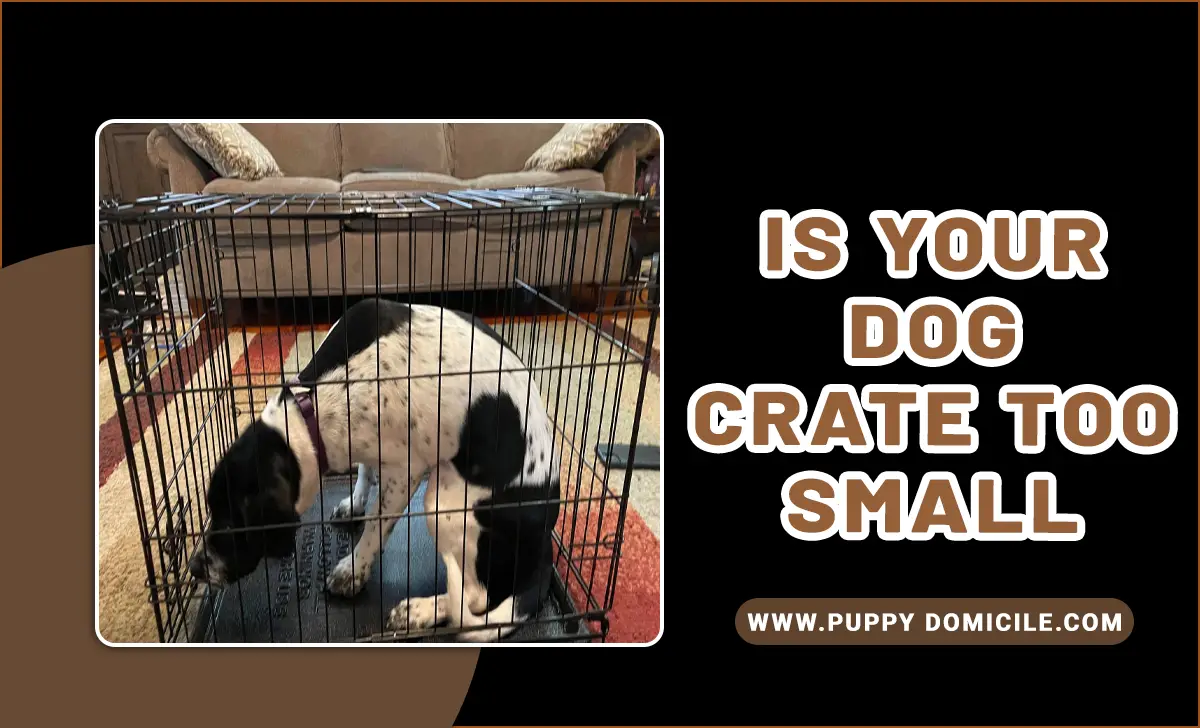 Is Your Dog Crate Too Small