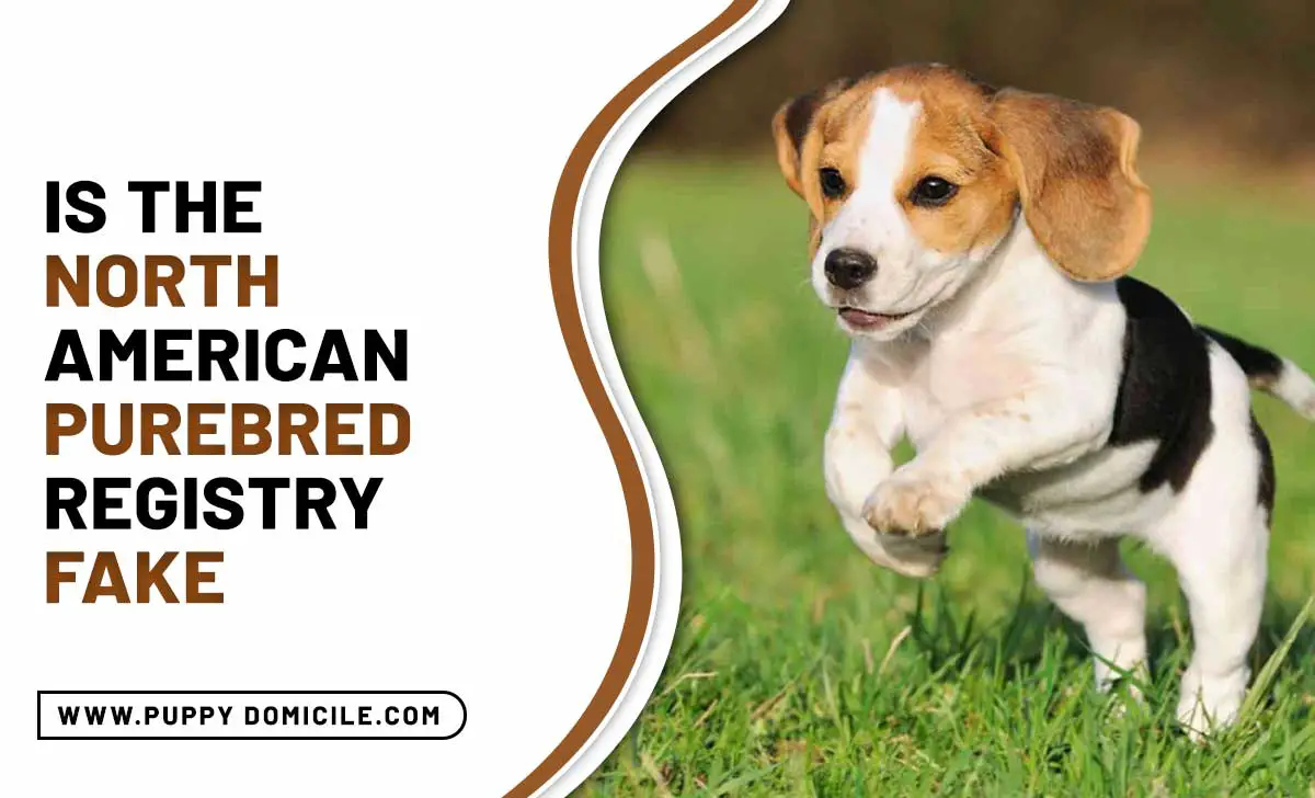 Is the North American Purebred Registry Fake