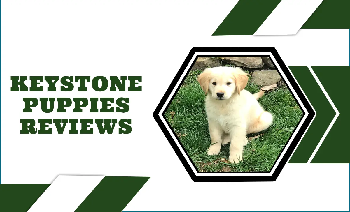 Keystone Puppies Reviews