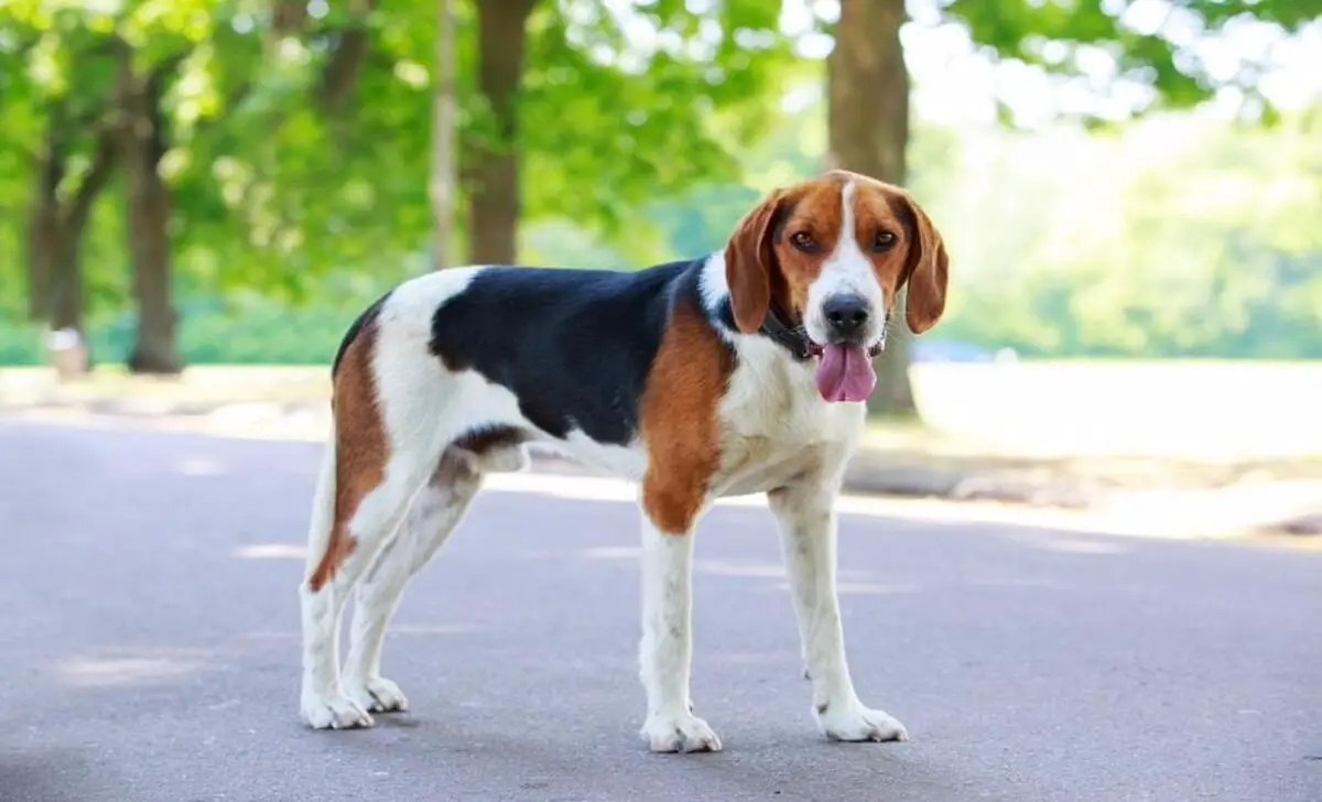 Know About The Loyal And Versatile Hunting Companion Mountain Cur Beagle Mix