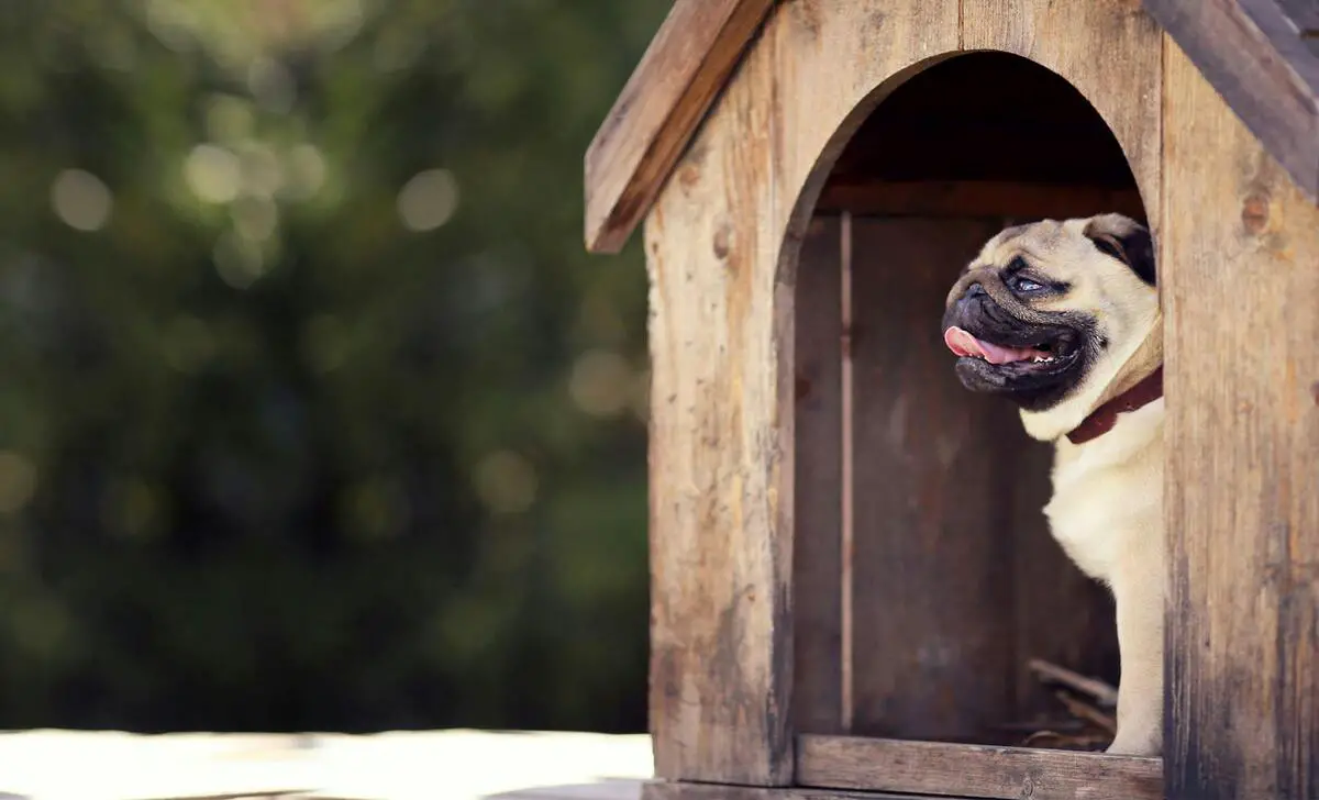 Methods To Encouraging Your Dog To Go In His Doghouse When It Rains