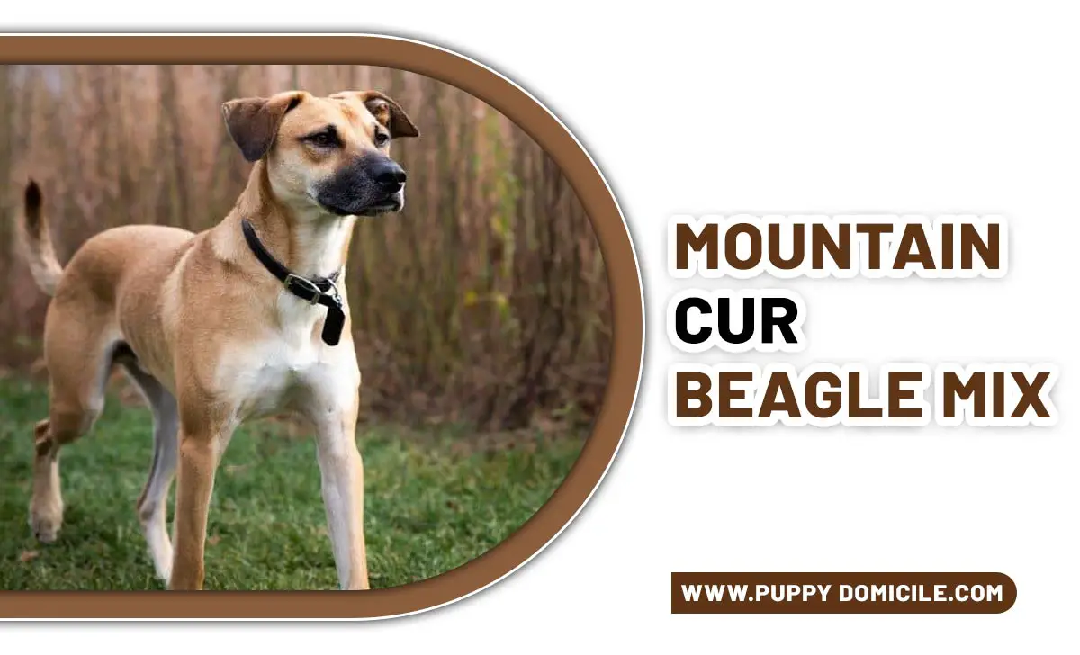 Mountain Cur Beagle Mix