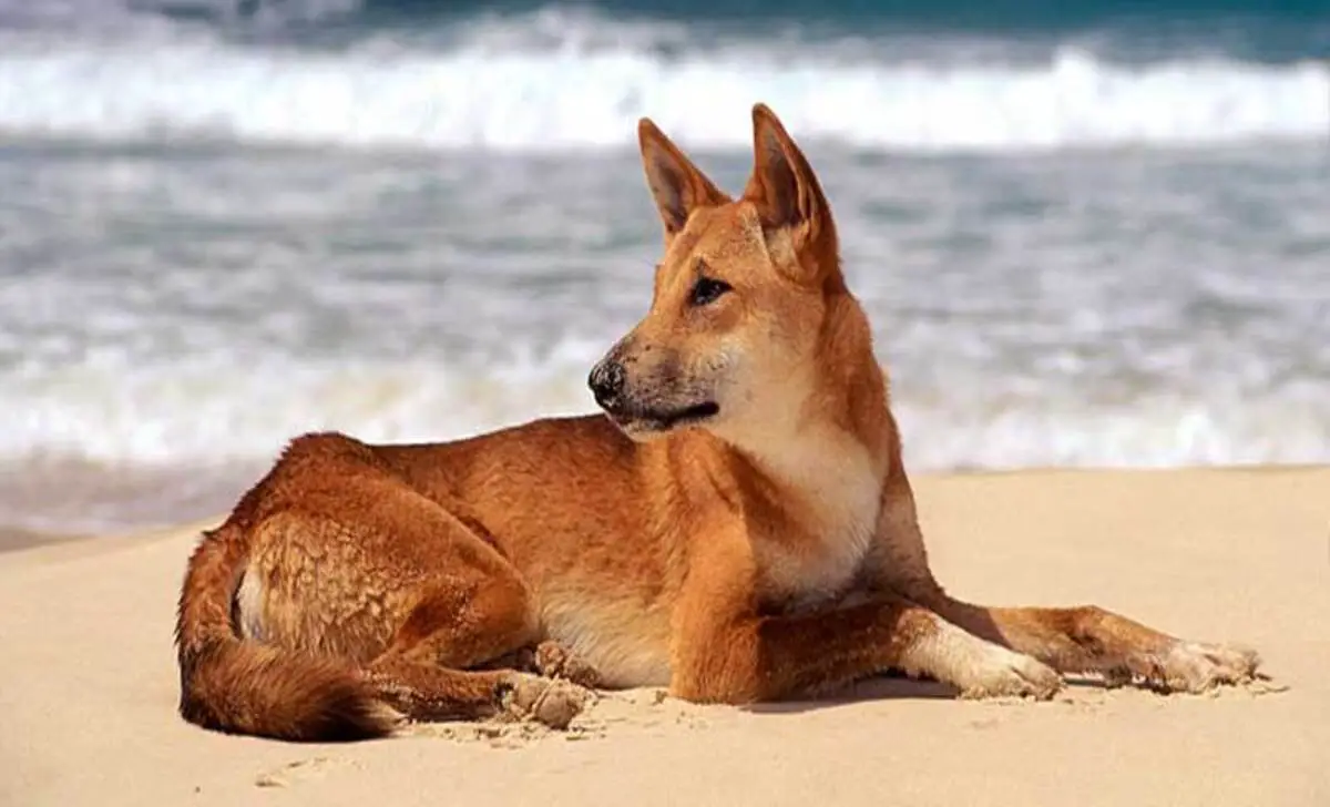 Physical Characteristics And Appearance Of A Dingo Husky Mix