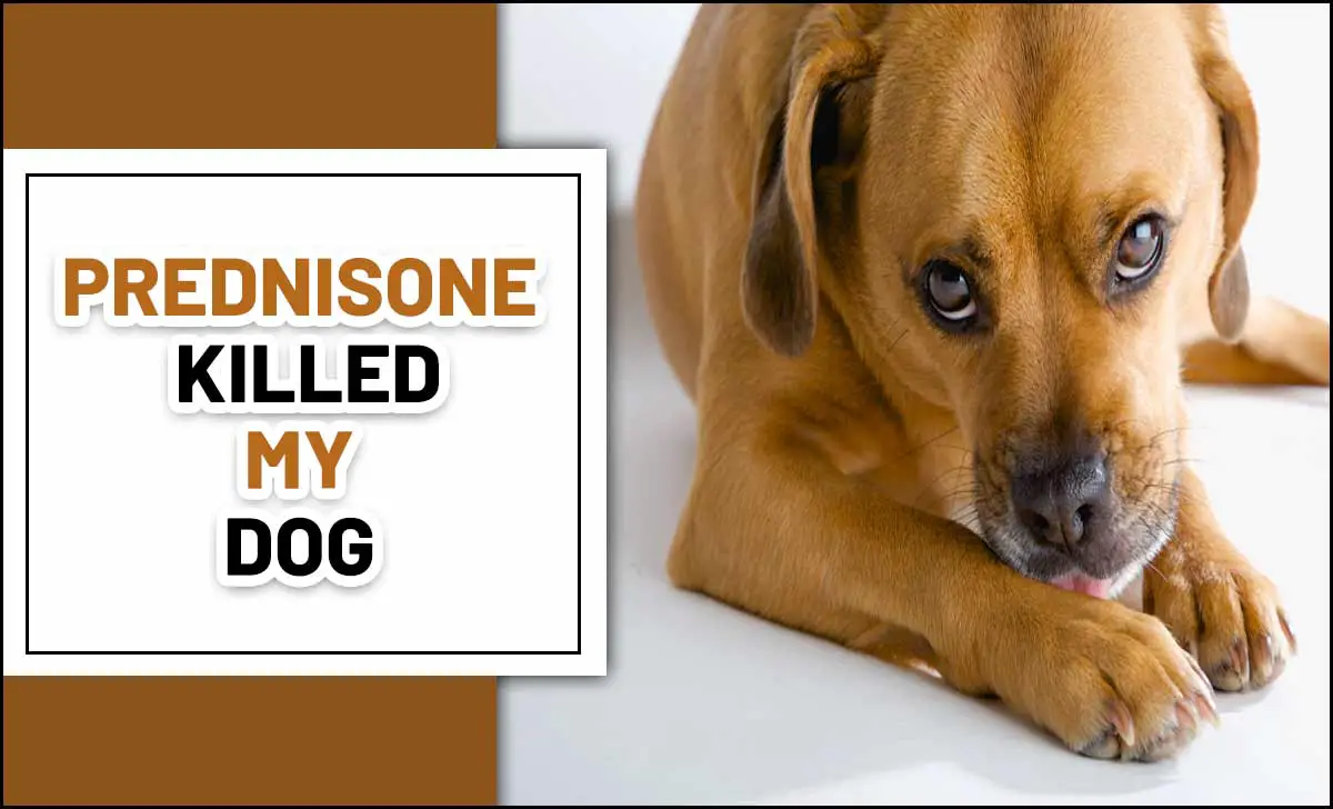 Prednisone Killed My Dog