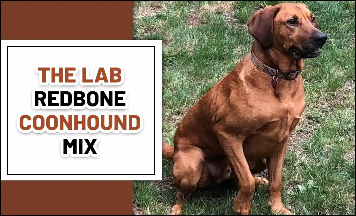 The Lab Redbone Coonhound Mix
