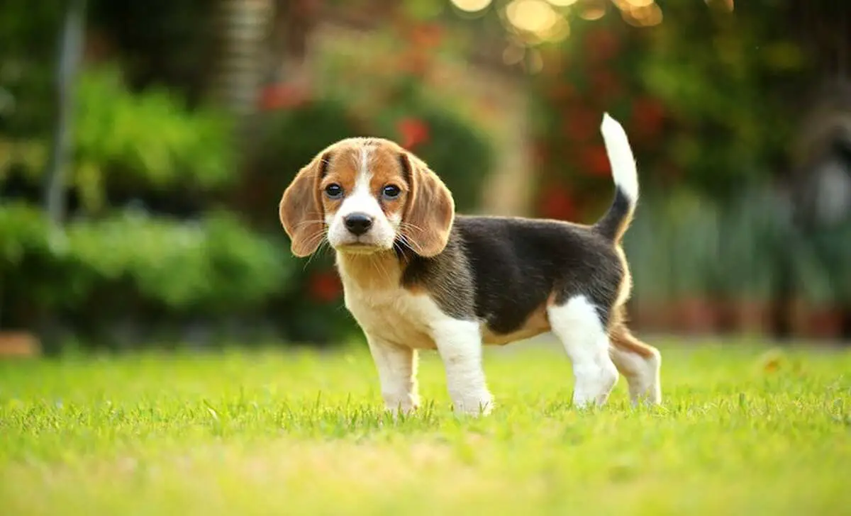 Tips For Training Your Mountain Beagle
