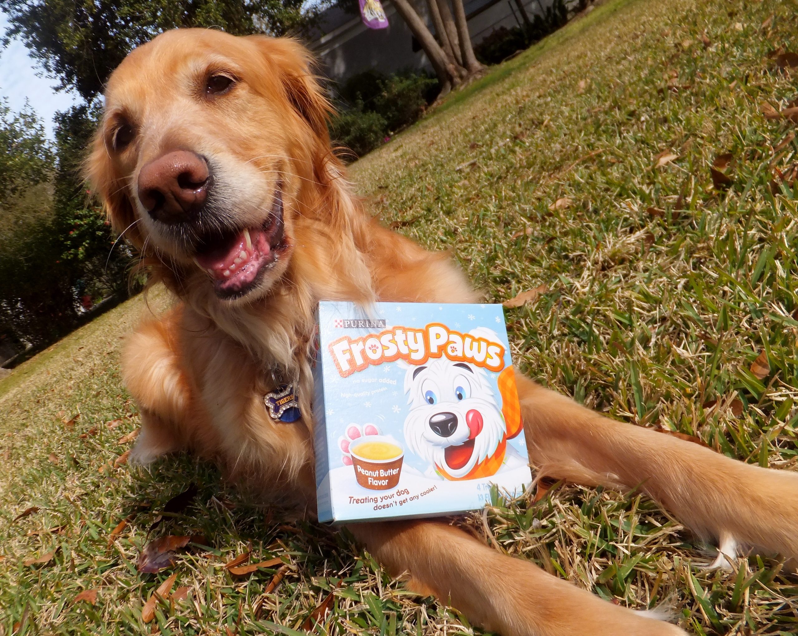 When To Avoid Giving Your Dog Frosty Paws