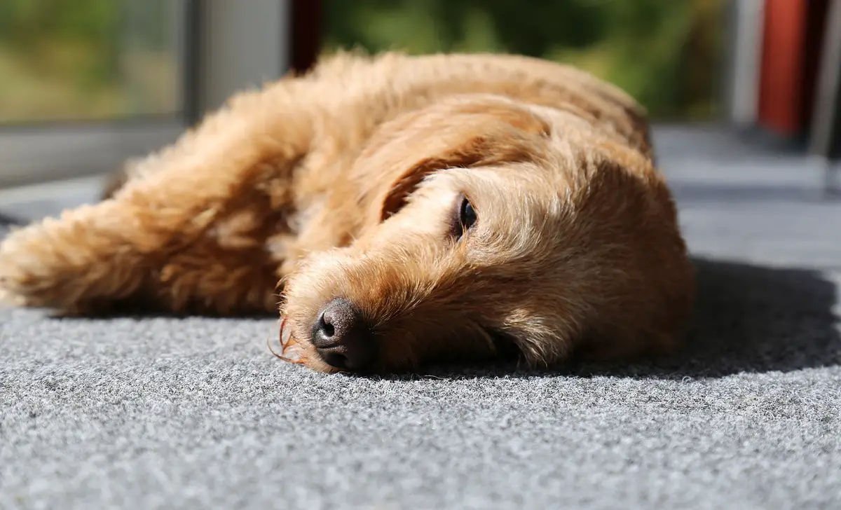 Why Does My Dog Flop Down On The Floor - 8 Possible Reasons