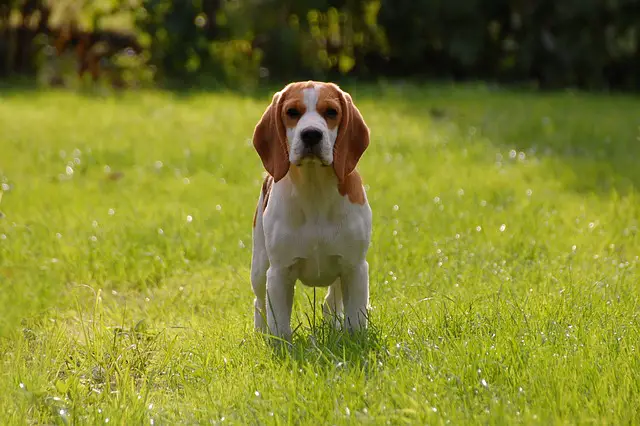 Mountain Cur Beagle Mix: A Loyal and Versatile Hunting Companion ...