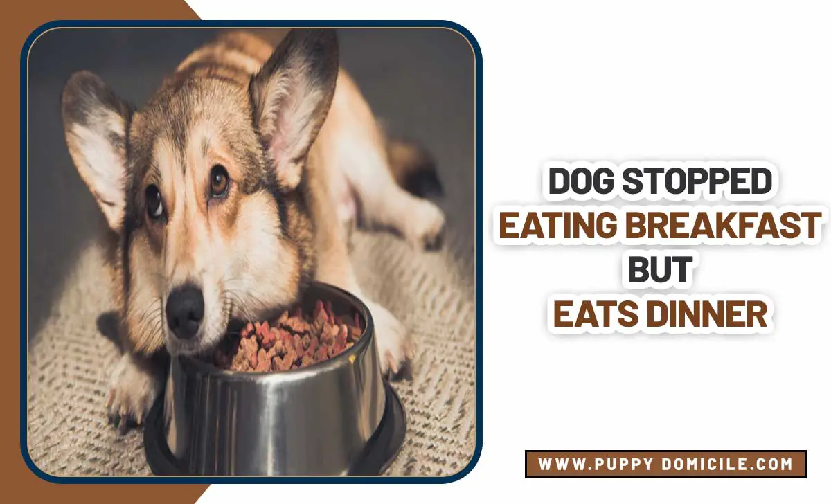 Dog Stopped Eating Breakfast But Eats Dinner